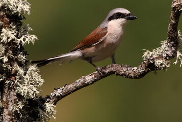 Red-backed shrike adult male