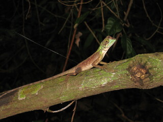 Otocryptis wiegmanni - Känguru-Agame - Wiegmann-Agame