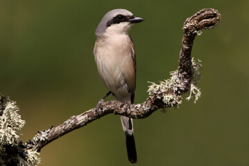 Red-backed shrike male with the first light of dawn