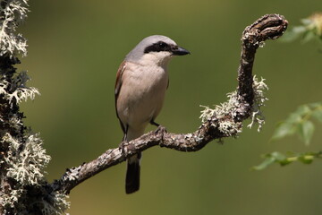 Red-backed shrike adult male