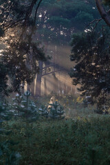 Rays of the rising sun piercing the forest. Spruce in the rays of rising light.