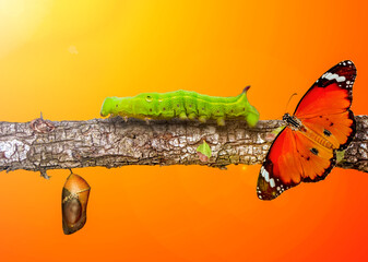 Amazing moment ,Monarch Butterfly, pupae and cocoons are suspended. Concept transformation of...