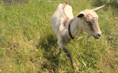 Obraz na płótnie Canvas A domestic goat walks grazing on the grass. Pet, white-gray, walks in the meadow.