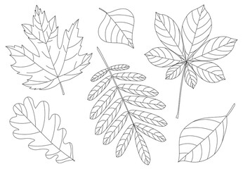 Set of autumn leaves of rowanberry maple oak chestnut chestnut acorn berries vector illustration black and white colors