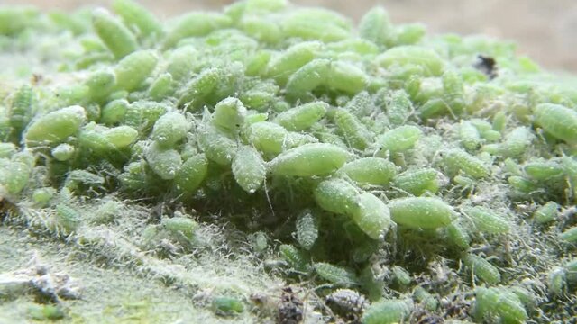 A large group of green Hyalopterus aphids feeds on a plant