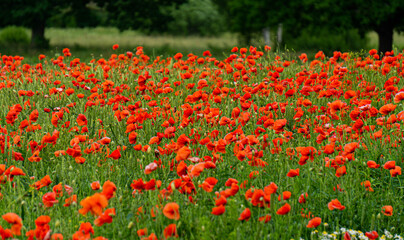 A field of red poppies in the countryside in Latvia.