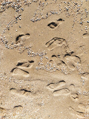 Many prints of male feet on the sea sand. Walk barefoot along the shore with footprints. Tourist rest.