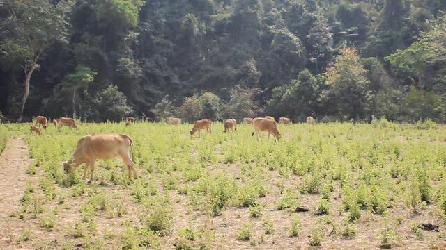 A herd of cattle (hybrid with zebu) graze in poor meadows in the foothills. Laos, in the background is a rainforest
