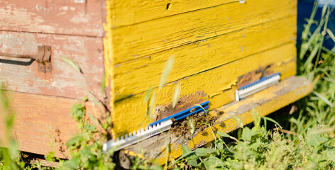 Bees fly out and return to the hive in the summer. Flight of bees near the hive in the garden.