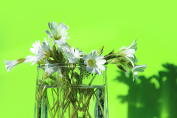 White flowers in a glass vase on a green background
