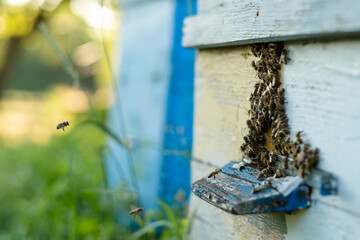 Bees fly out and return to the hive in the summer. Flight of bees near the hive in the garden.
