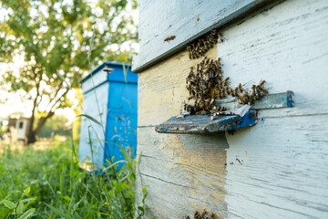 Bees fly out and return to the hive in the summer. Flight of bees near the hive in the garden.