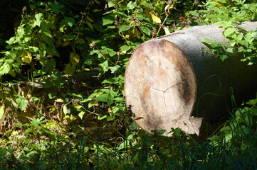 Baumstumpfen