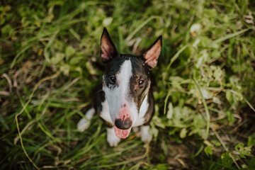 Portrait of miniature black and white bull terrier on the grass. Copy space.