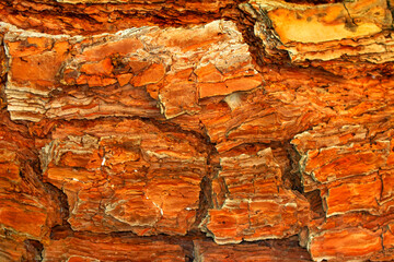 Beautiful wooden texture background