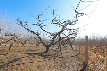 The dried peach trees are in the orchard, zhongg