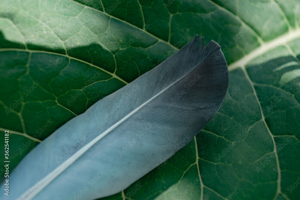 Poster Exotic texture feathers background close up. Leaf, blue pattern for your design. Macro photography view.