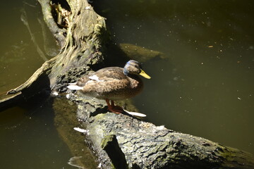 Resting female ducks on a fallen trunk in the middle of the river