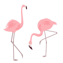 Two flamingos in different poses isolated on a white background. Stylish vector elements for cards, posters, banners and other designs.