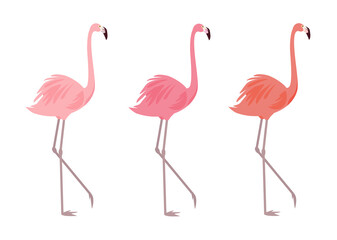 Fototapeta premium Flamingos in different colors isolated on a white background. Stylish vector elements for cards, posters, banners and other designs.