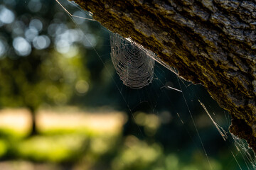 Obraz premium circular spider web woven perfectly into the trunk of a tree