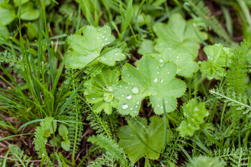 Green grass. Texture for the background. Thick summer green grass. Drops on leaves after rain. Background for creative works and presentations.