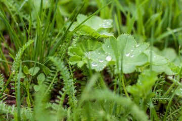 Green grass. Texture for the background. Thick summer green grass. Drops on leaves after rain. Background for creative works and presentations.