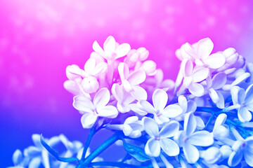 Fototapeta na wymiar Bright and colorful flowers lilac