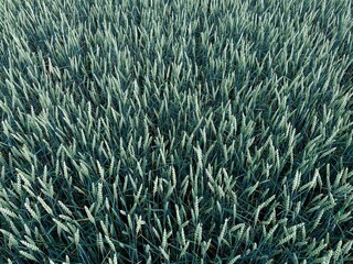 Field with ripening grain few weeks before harvest. Image from above is densely filled with grain ears having green color with touch of blue. Area is uniform without other types of vegetation.