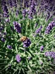 Closeup of a bee pollinating blooming lavender flowers in afternoon bright sun. In background out of focus other lavender flowers, including green parts of plants. Contrasty image with hard shadows.