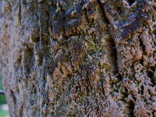 Old wood cracked texture of cork tree