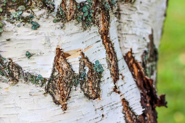 Birch bark that shows streaks and green fungi. Background and texture for creative works.