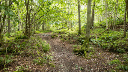 Fototapeta na wymiar path in a forest