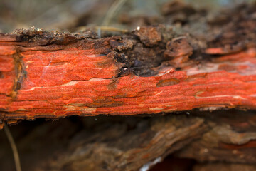 Beautiful wooden texture background