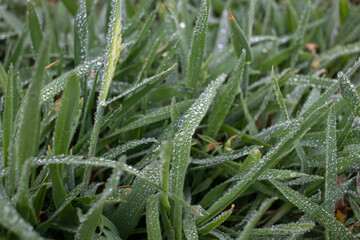 water drops on field grass