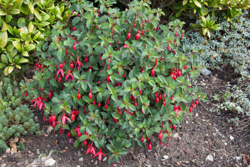 A Hardy Fuchsia plant which is a species of Evening Primrose also known as a Fuchsia
