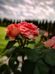 pink rose in the garden