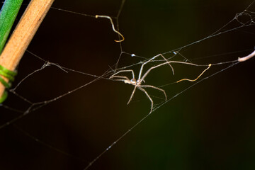 Beautiful spider on a spider web 