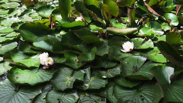 Lily pads with pink flowers and deep green leaves