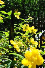 Yellow Flowers in the Garden