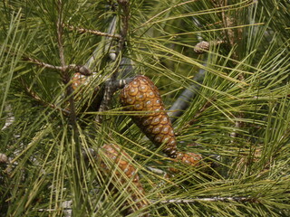 pine cones on the tree