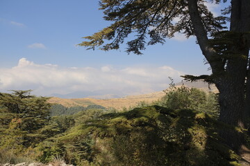 Obraz na płótnie Canvas Lebanese cedar tree in the mountains