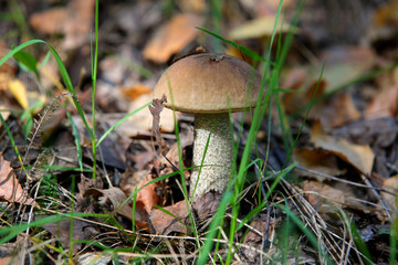 mushroom in the forest