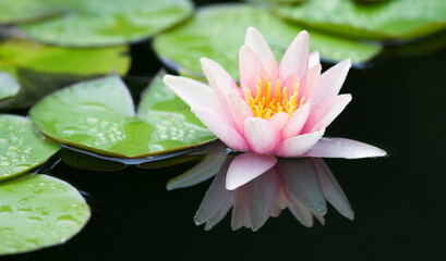 Seerose © C. Schüßler