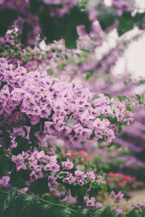 Obraz premium Flowering lilac-colored bougainvillea tree. Botanical Garden 
