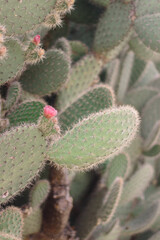 Vertical photo of large cacti with blooming pink flowers. Park and botanical garden with exotic plants.