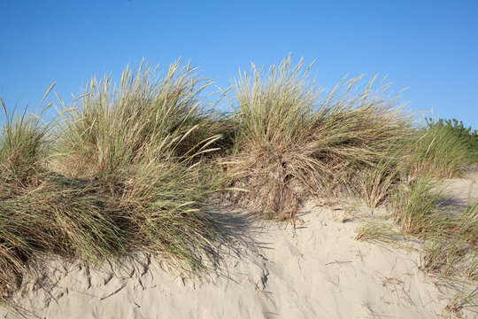 Sanddünen mit Dünengräsern, Deutschland, Europa