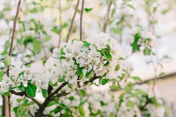 Beautiful blooming white twig of an apple tree with many flowers on a background of green leaves.