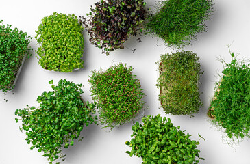 Top view of micro green trays on white background