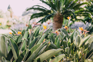 Strelitzia flowers in the park on a background of palm trees. Sunlight, bright colors. National Flower of Madeira Island.
